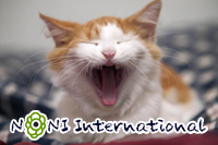 �w�����y���`�j���[